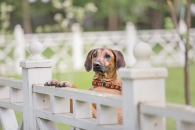 dog fence ideas keeping your pets safe in lewis county