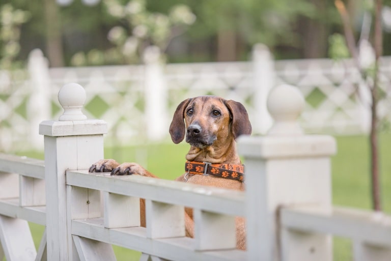 dog fence ideas keeping your pets safe in lewis county